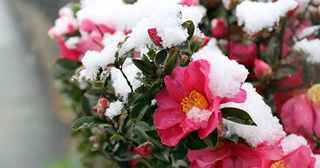 Winter Blooms