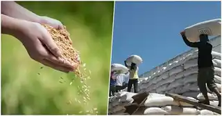 How to start a rice bsuiness