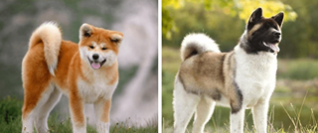 Reputable American Akita Breeder