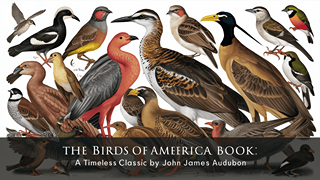 The Birds Of America Book _ A Timeless Classic by John James Audubon