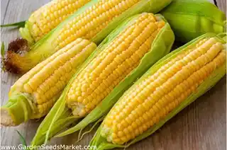 FPO Corn