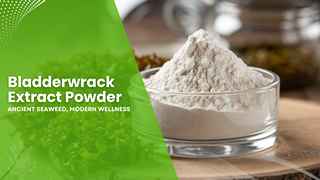 Bladderwrack Extract Powder: A Marine Mineral Treasure for Modern Wellness