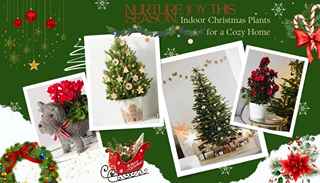 christmas plant
